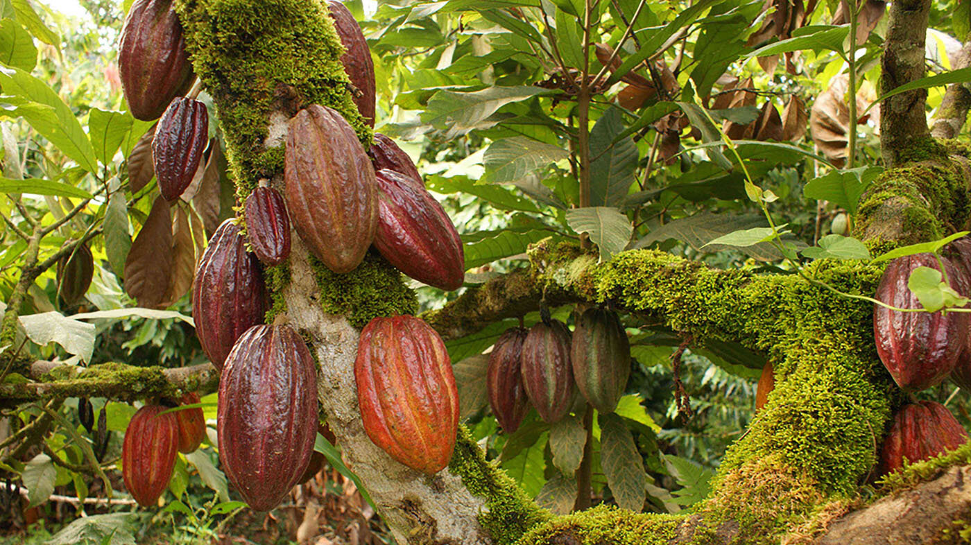 Más del 70 % de la producción de cacao ecuatoriana proviene de Manabí. Fotos: Ricardo Macías, doctor en Agroecología de la UNAL Sede Palmira.