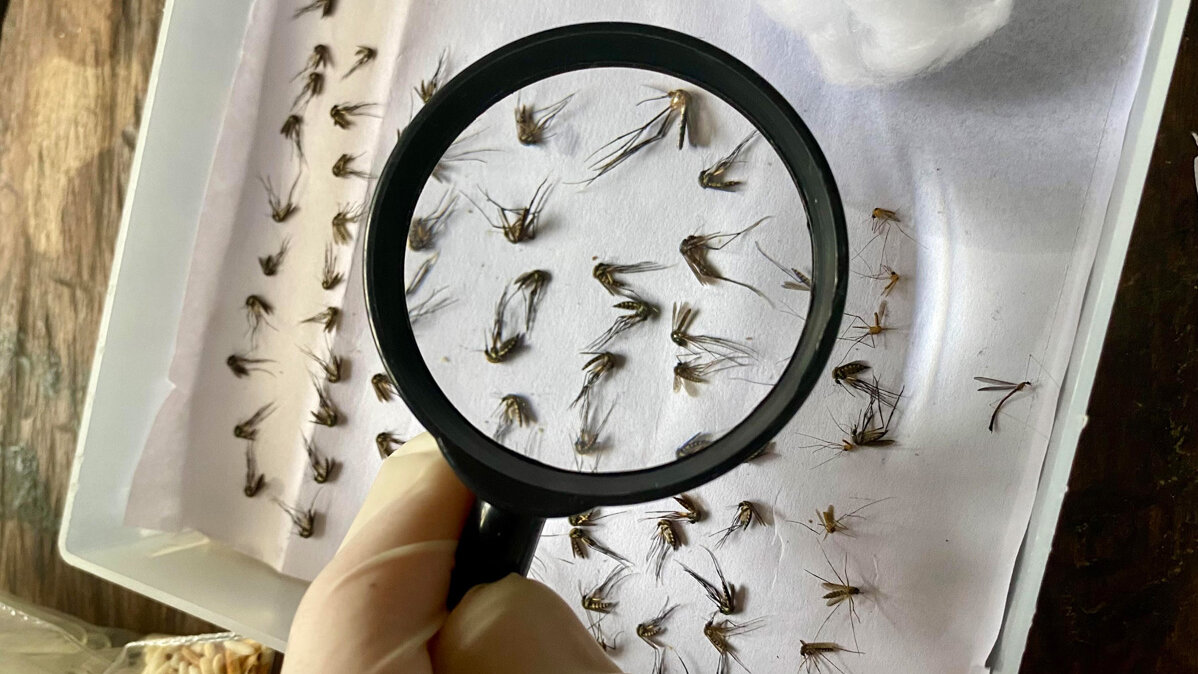 Los vectores, o insectos que transmiten enfermedades tropicales, son analizados en los laboratorios de la UNAL. Foto: Juan Pablo Márquez, estudiante de la UNAL Sede de La Paz.