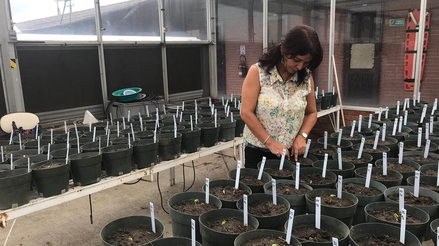 La investigadora evalúa la emergencia de plántulas de las líneas mutantes CMT. Fotos: Carmenza Muñoz Flórez, profesora adjunta de la Facultad de Ciencias Agropecuarias de la UNAL Sede Palmira.