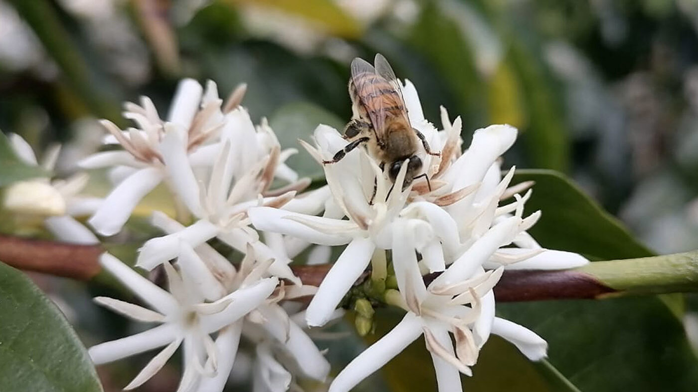 Colombia se destaca por su alta diversidad de abejas sin aguijón, y en el Casanare se identificaron más de 20 tipos. Foto:  Saria María Espinosa, investigadora UNAL.  