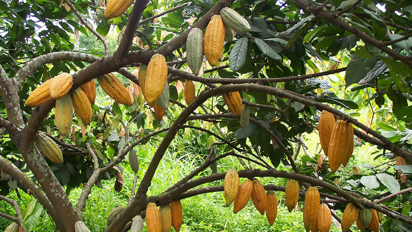 Colombia es el cuarto productor de cacao de América Latina. Foto: archivo Unimedios.