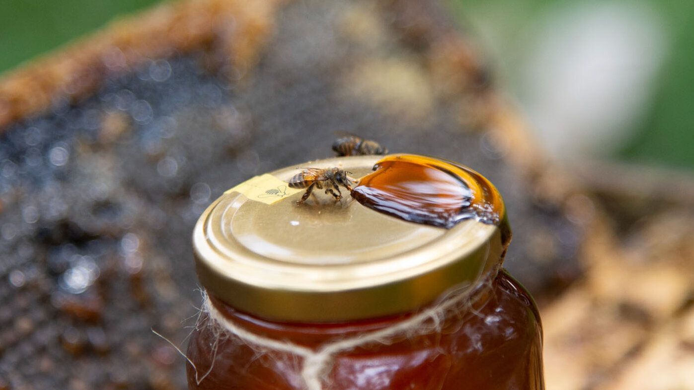 Por su producción de miel, el Valle del Cauca ostenta el séptimo lugar en producción de miel en Colombia. Foto: archivo Unimedios.
