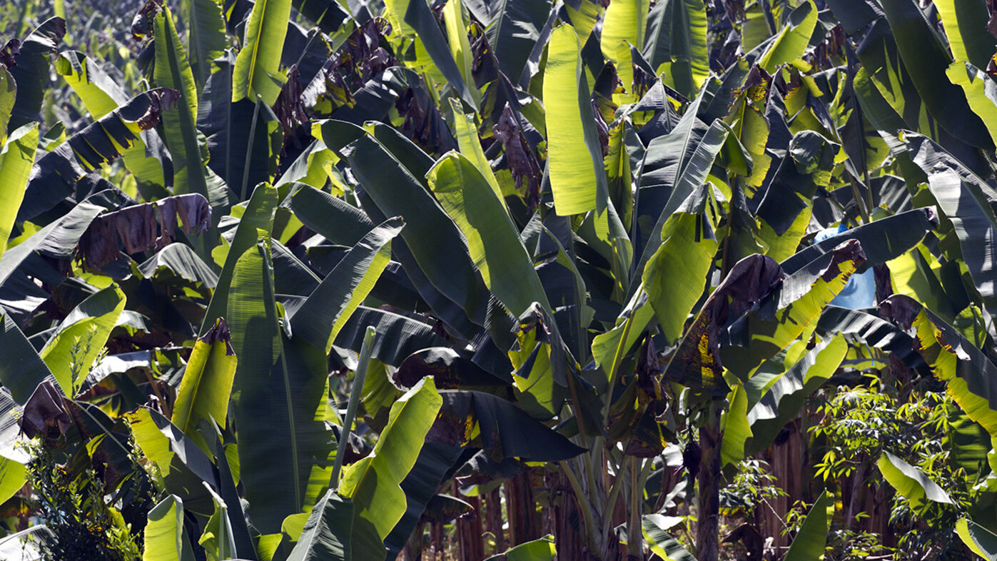 América aporta el 16 % de la producción mundial de banano. Foto: archivo Unimedios. 