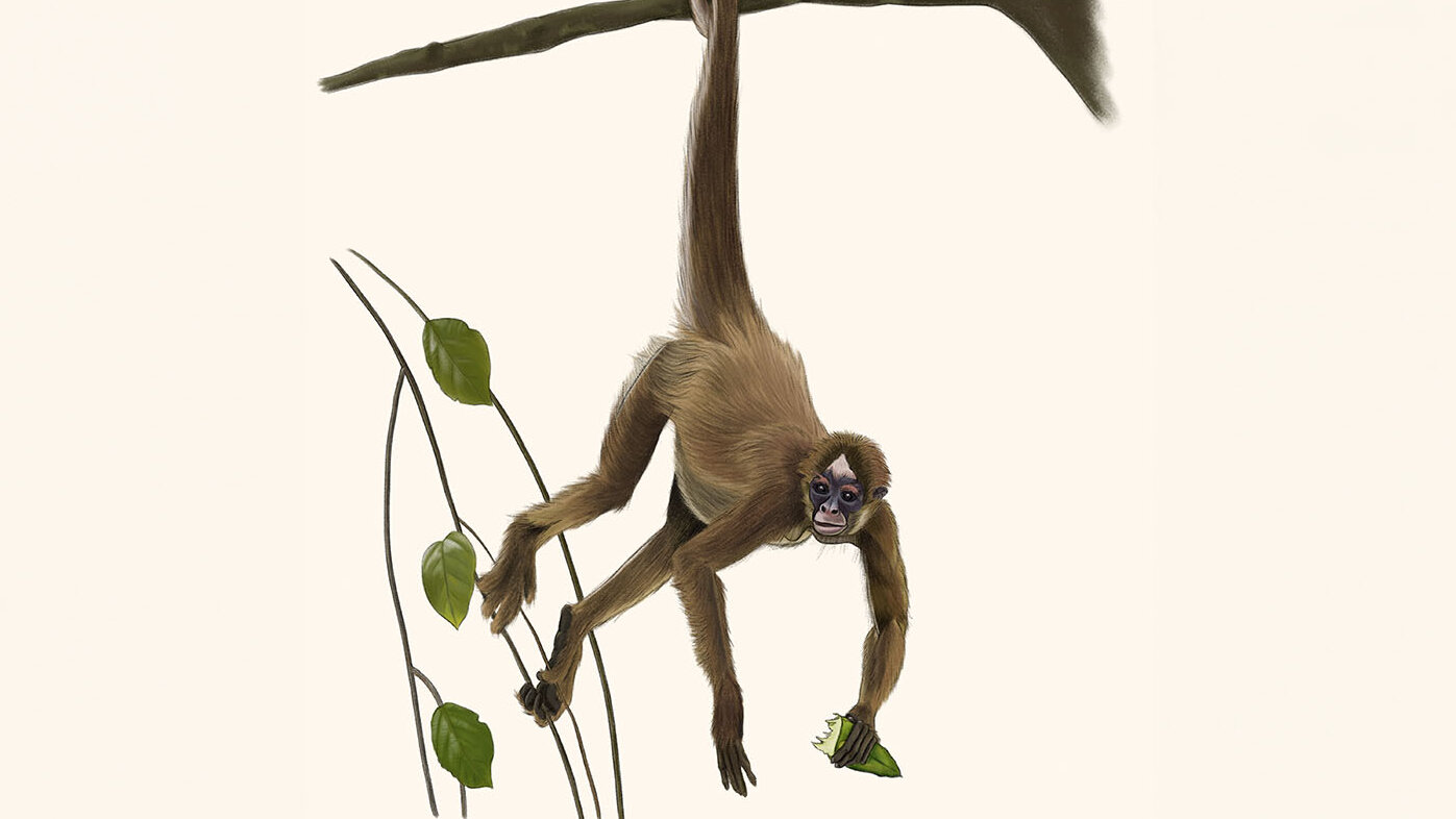 Los monos arañas se caracterizan por tener una cola prensil muy larga que usan para trasladarse entre las copas de los árboles. Foto: ilustración tomada del Museo de Historia Natural de la UNAL, autor Luis Mora.
