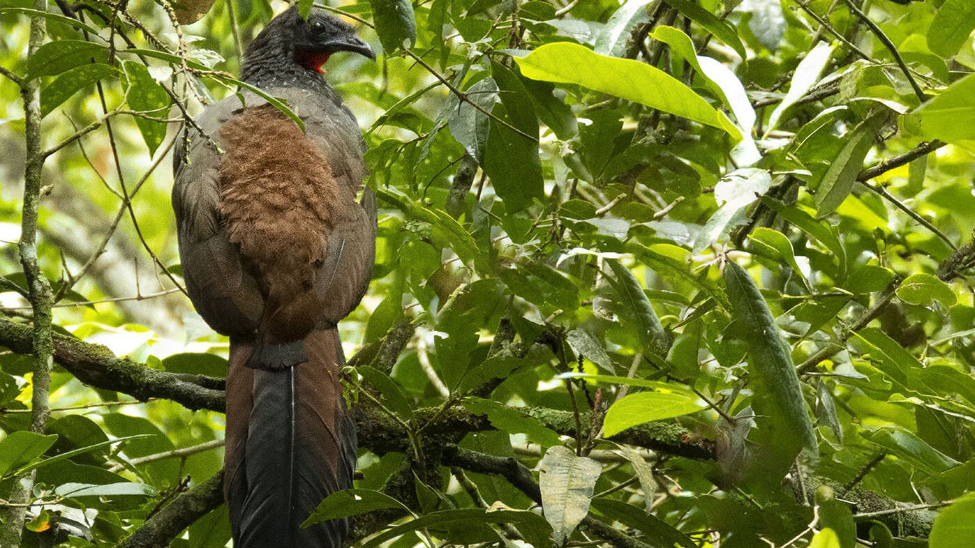 La pava caucana (Penelope perspicax), ave endémica de Colombia, es vital para el equilibrio ecológico. Foto: bióloga Karen Reyes de Wildlife Conservation Society, WCS.