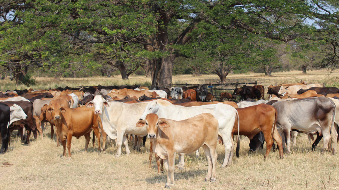 Según el Censo Pecuario ICA 2023, en el Cesar hay 3.276 fincas productoras, es decir las que poseen entre 1 y 100 cabezas. Foto: Yuris Oñate, Fegacesar.