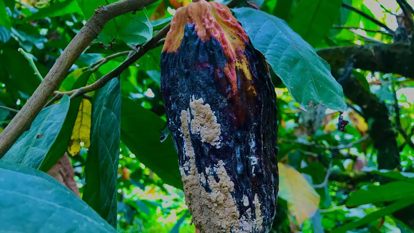 La monilia reduce las mazorcas de cacao en Candelillas, zona rural de Tumaco. Foto: Cristian Parra, investigador del IDEA Sede Palmira.