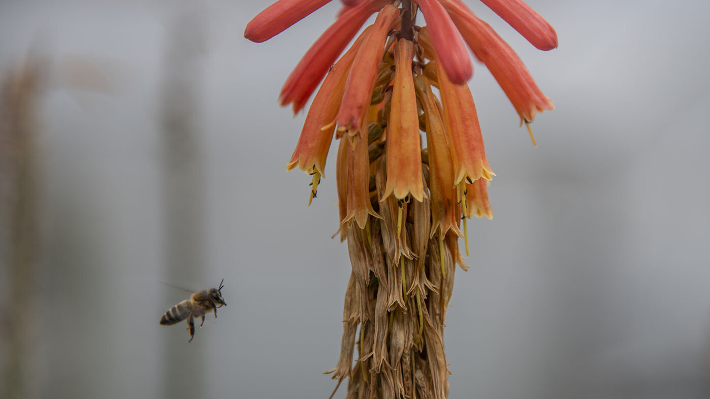 Las abejas africanizadas son conocidas por su alta producción de miel y propóleo. Foto: Nicol Torres, Unimedios