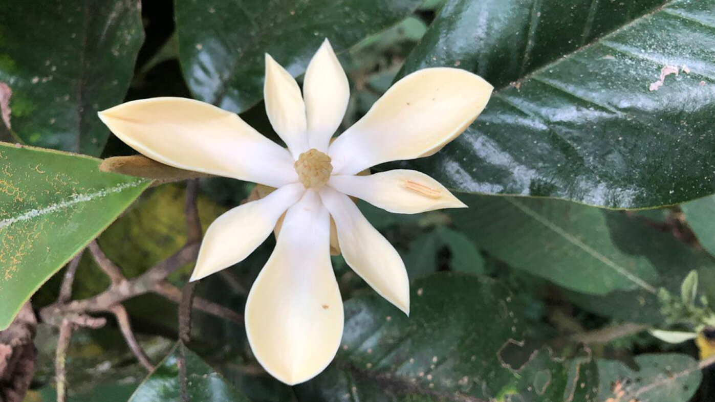 Flor de Magnolia jardinensis. Fotos: Juan Pablo Santa Ceballos, magíster en Bosques y Conservación Ambiental, UNAL Sede Medellín.