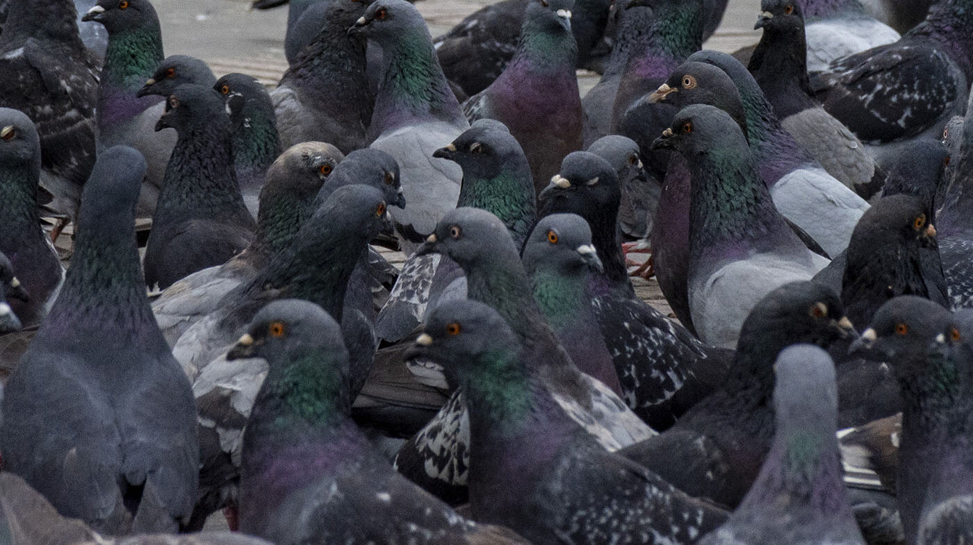 Las palomas suponen un importante problema sanitario y estructural. Foto: archivo Unimedios.