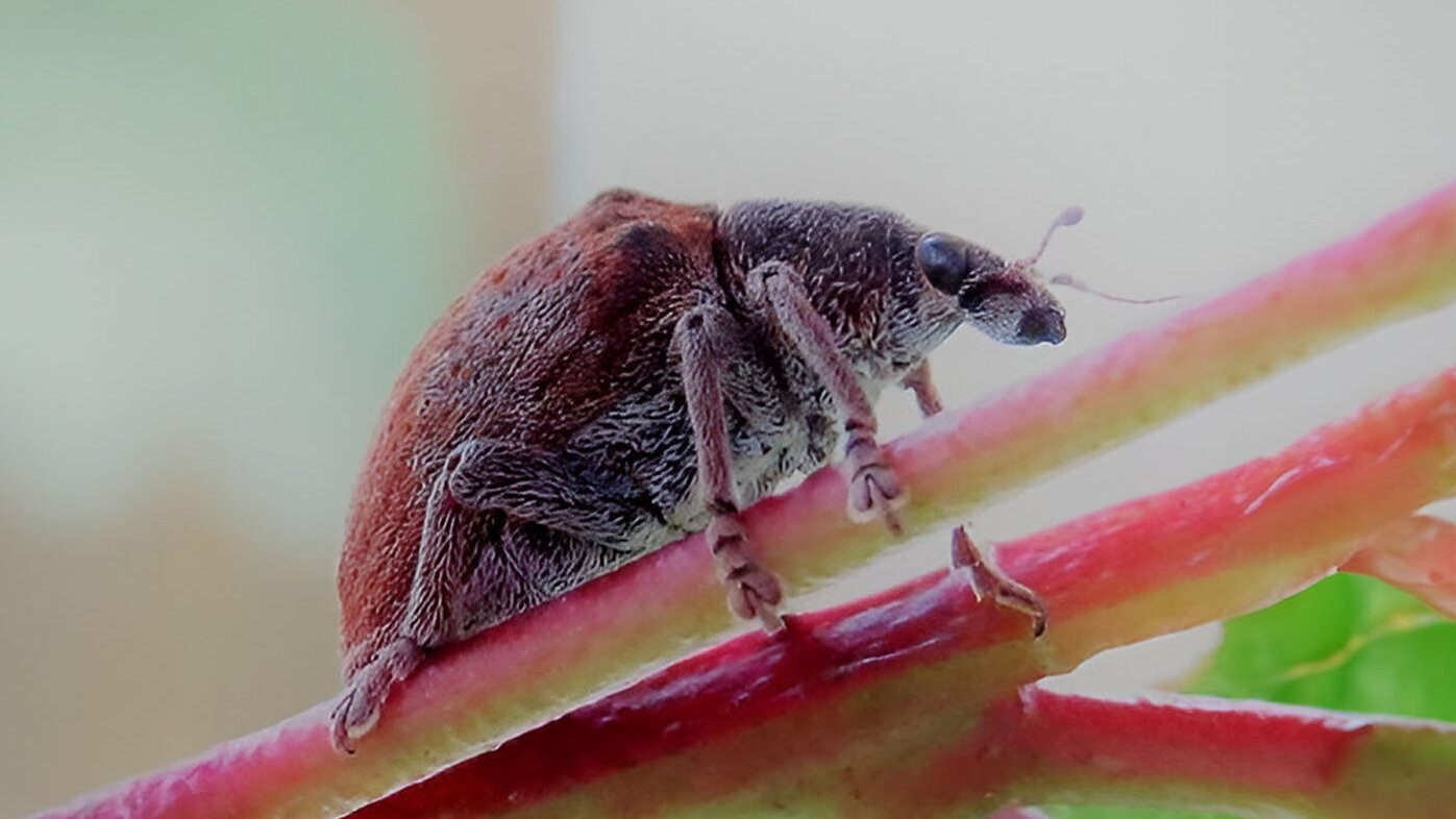 Hembra de G. platensis o gorgojo defoliador del eucalipto. Fotos: Julio André Gamarra Bustamante, magíster en Ciencias - Entomología, UNAL Sede Medellín.