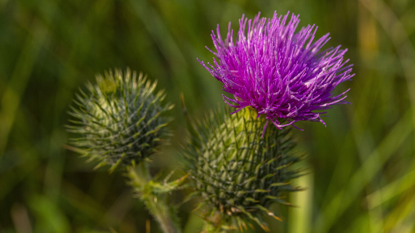 Cirsium vulgare, es considerada una maleza nociva en cultivos y pastizales, ya que compite con las plantas deseables por agua y nutrientes. Foto: BOUILLAND STEPHANE-AFP