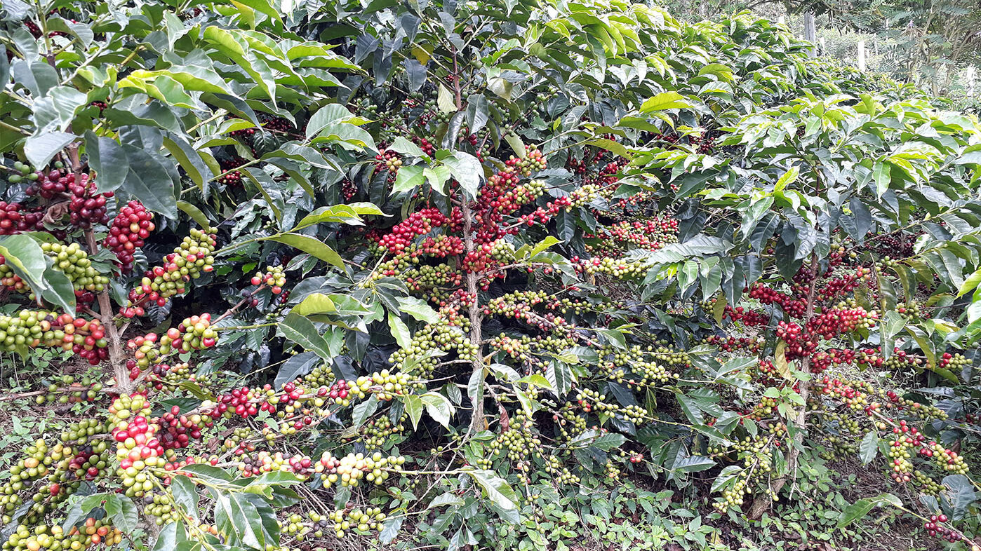 El exceso de frutos en la planta de café disminuye la cantidad de nutrientes en sus hojas. Foto: Andrés Felipe León Burgos, magíster en Ciencias Agrarias de la UNAL.