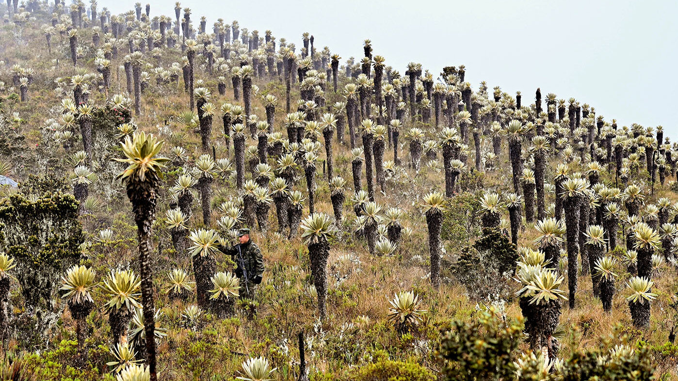 El terreno de los páramos no se debe usar para extracción minera, por lo que se deben buscar alternativas que generen menor impacto ambiental. Foto: Daniel Muñoz-AFP.