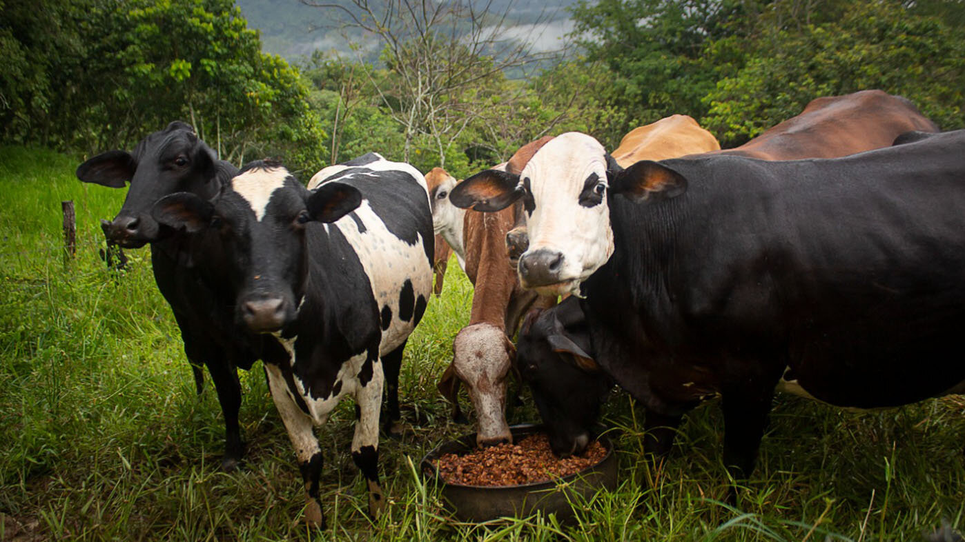 Los residuos de café tienen el potencial de convertirse en un alimento rico en proteína para el ganado. Foto: Asocogan.