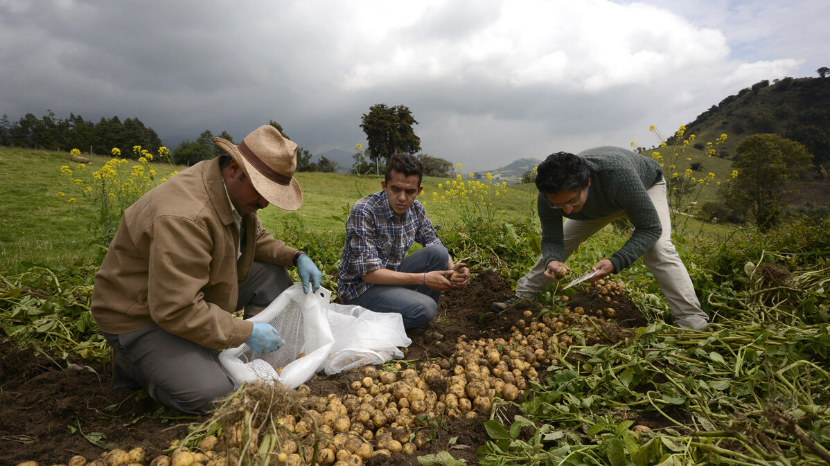 El hidrogel se utilizó como recubrimiento de fertilizantes tradicionales en cultivos de papa criolla. Fotos: Unimedios