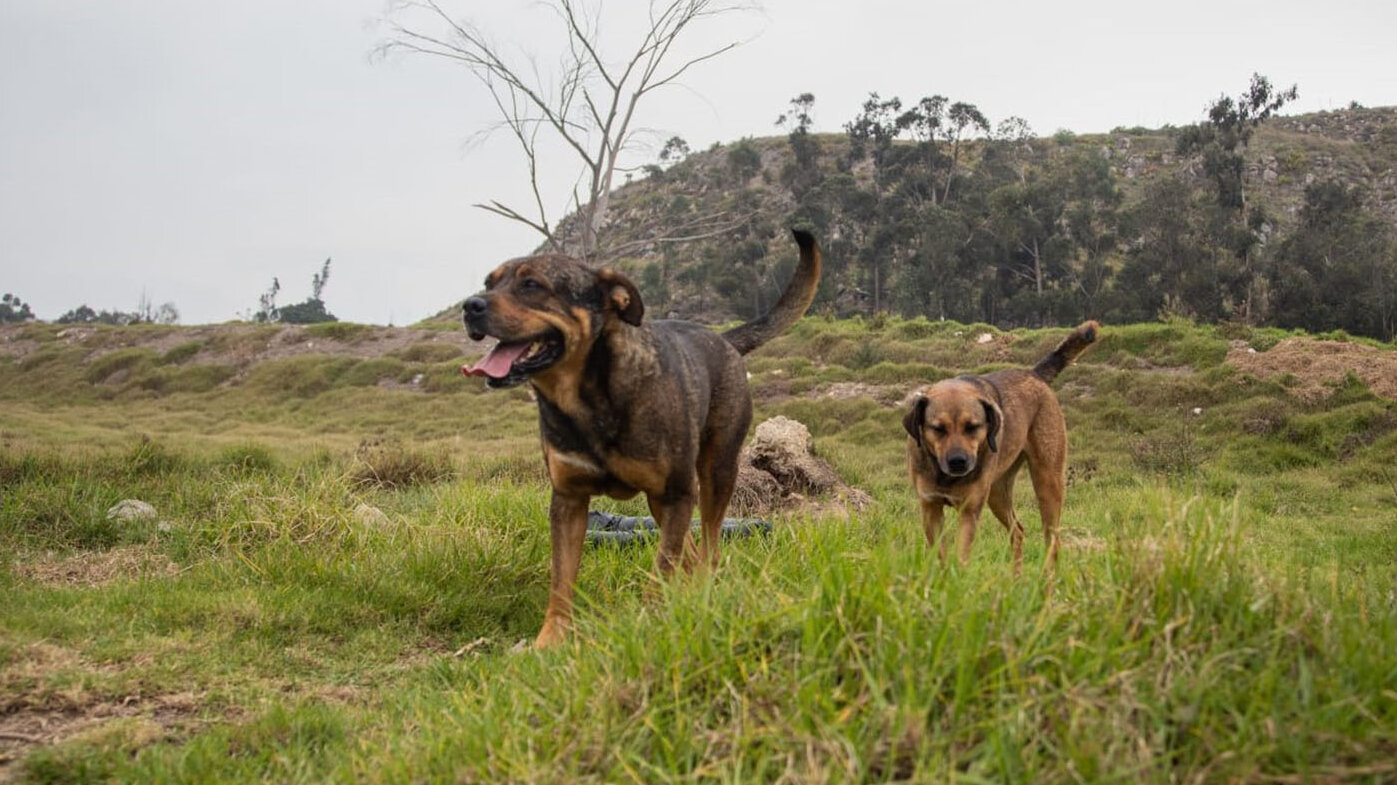 Los perros ferales suelen mantenerse alejados de los humanos y evitar cualquier tipo de confrontación. Foto: Instituto Distrital de Protección y Bienestar Animal.