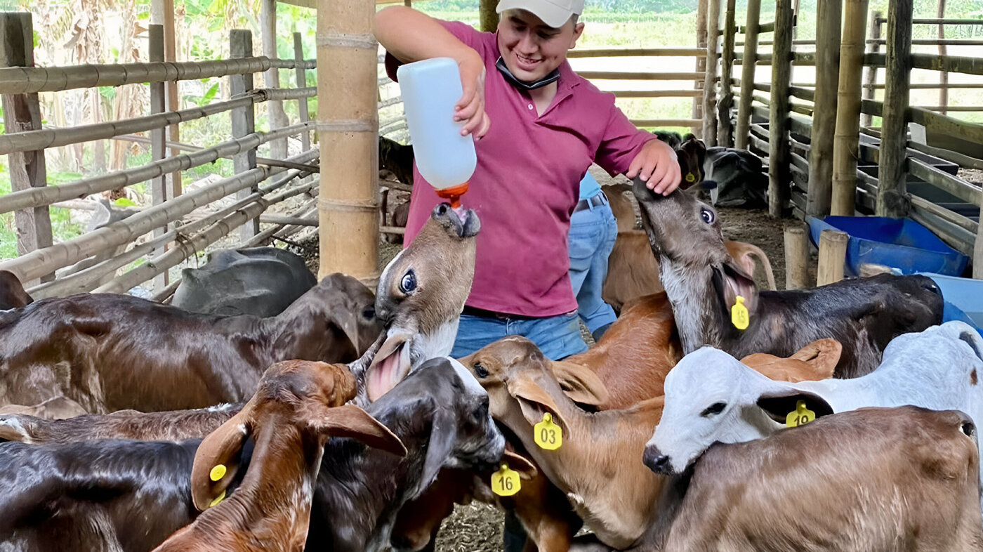 Las terneras Girolando pueden producir en promedio 5.000 litros de leche durante 305 días en climas cálidos. Fotos: Felipe Argoty, magíster en Ciencias Agrarias de la UNAL Sede Palmira.