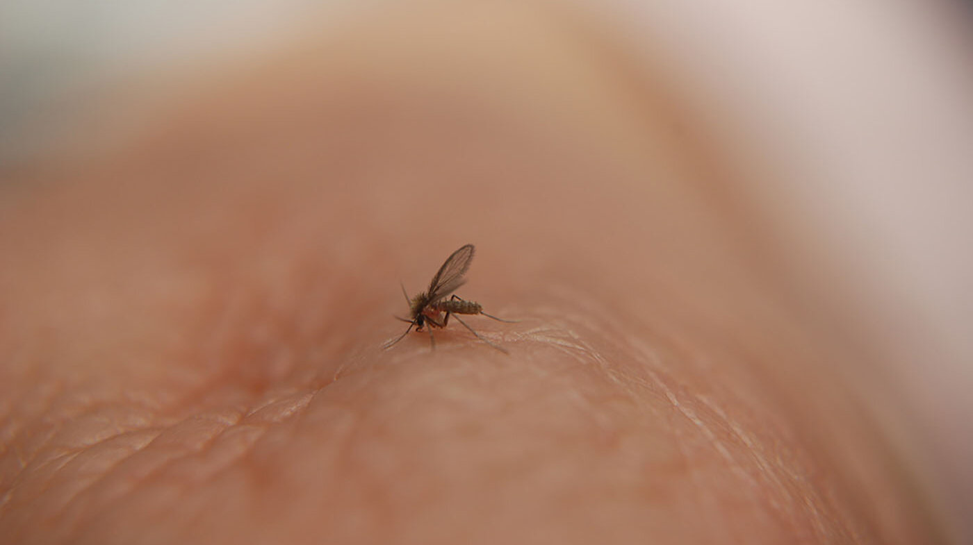 El grupo de investigación recolectó flebótomos y mosquitos vectores de arbovirus y malaria. Foto: archivo Unimedios.