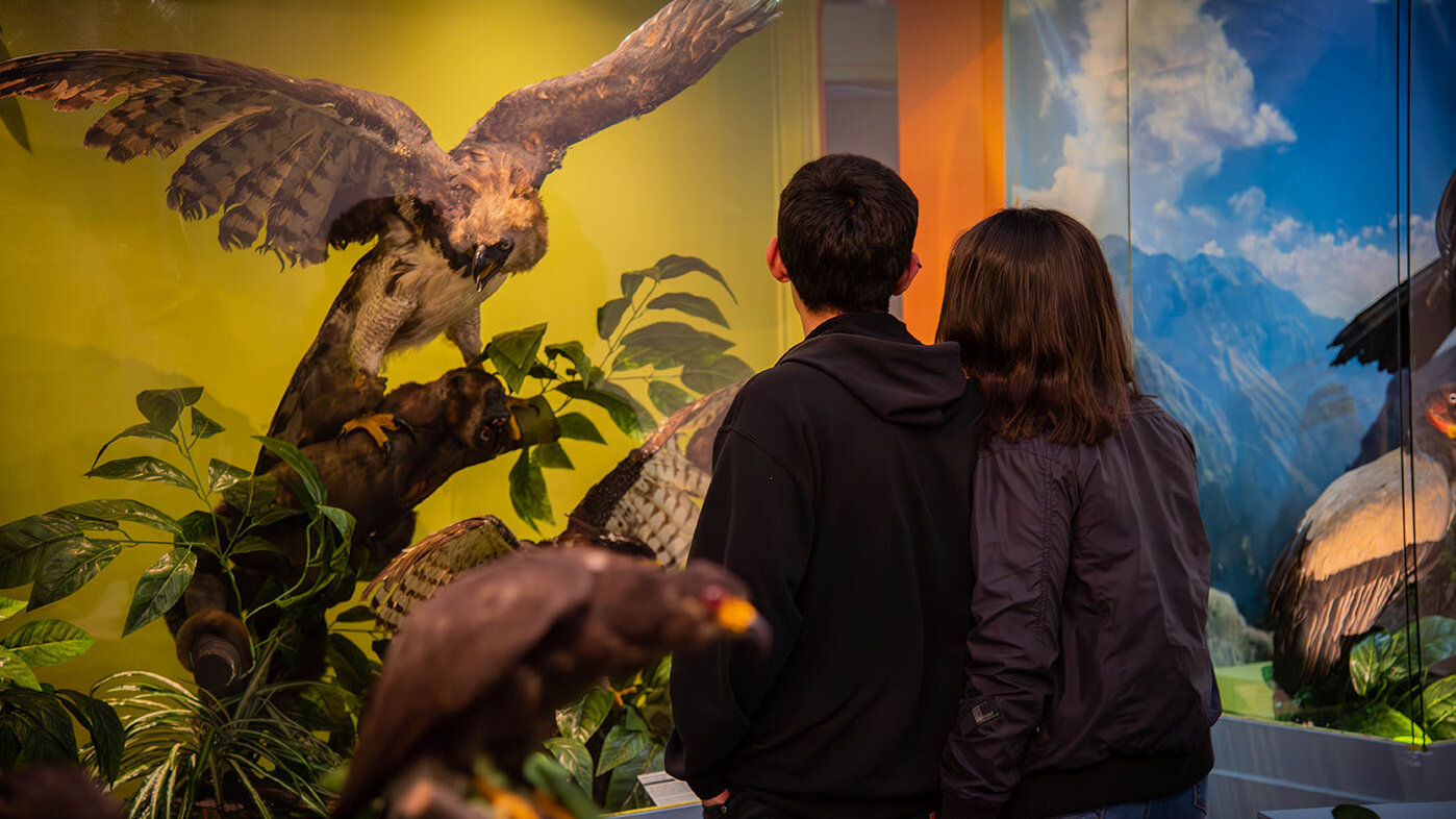 El Museo de Historia Natural es un escenario de aprendizaje y de interacción con el conocimiento científico. Fotos: Nicol Torres Álvarez - Unimedios.