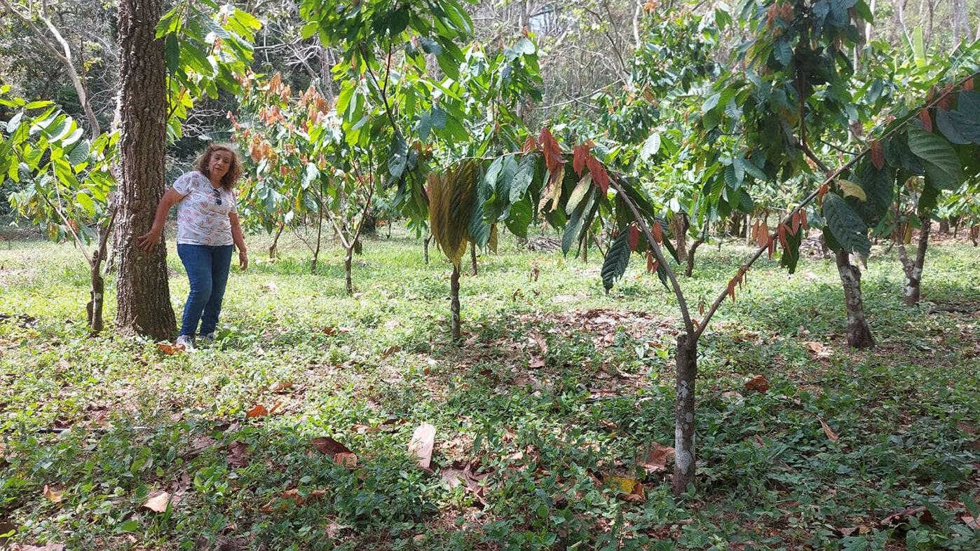 El cacao es uno de los cultivos más comunes en los municipios del Cesar. Fotos: ACAPAPB.