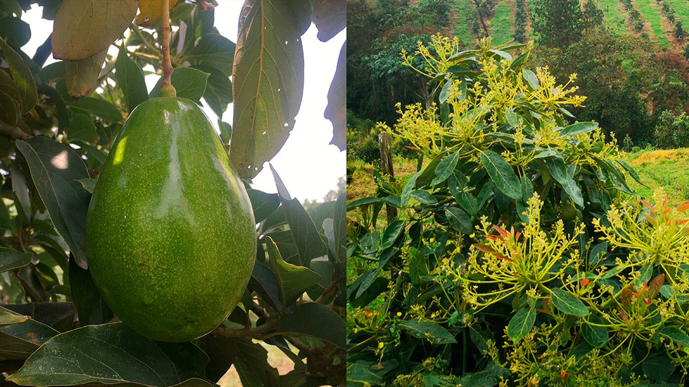 Cultivo de aguacate y racimo floral en Casanare. Foto: archivo Unimedios.