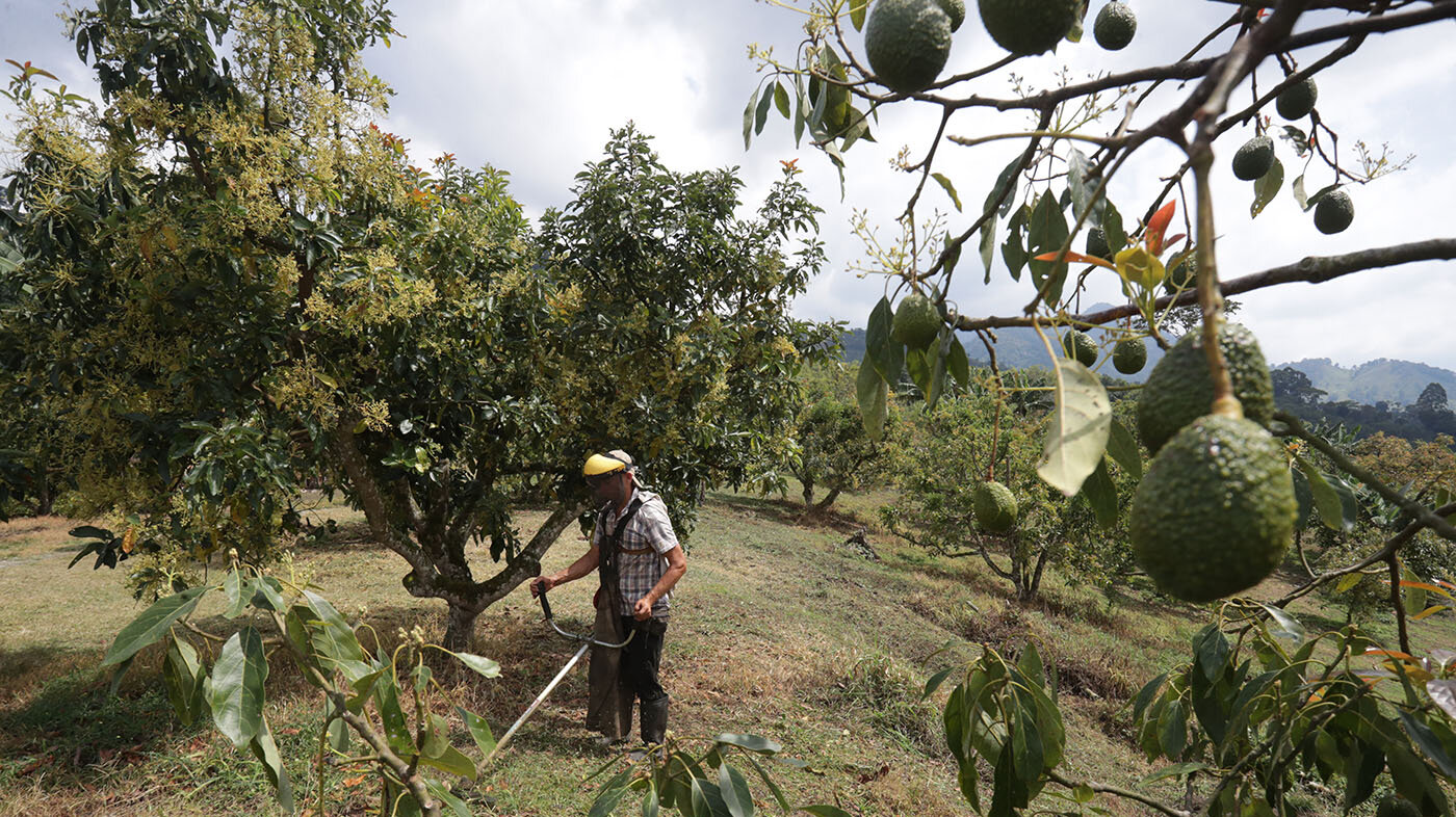 Según el Ministerio de Agricultura y Desarrollo Rural de Colombia, en 2021 habría más de 4.000 productores de aguacate Hass en el país. Foto: Juan Pablo Pino / AFP.