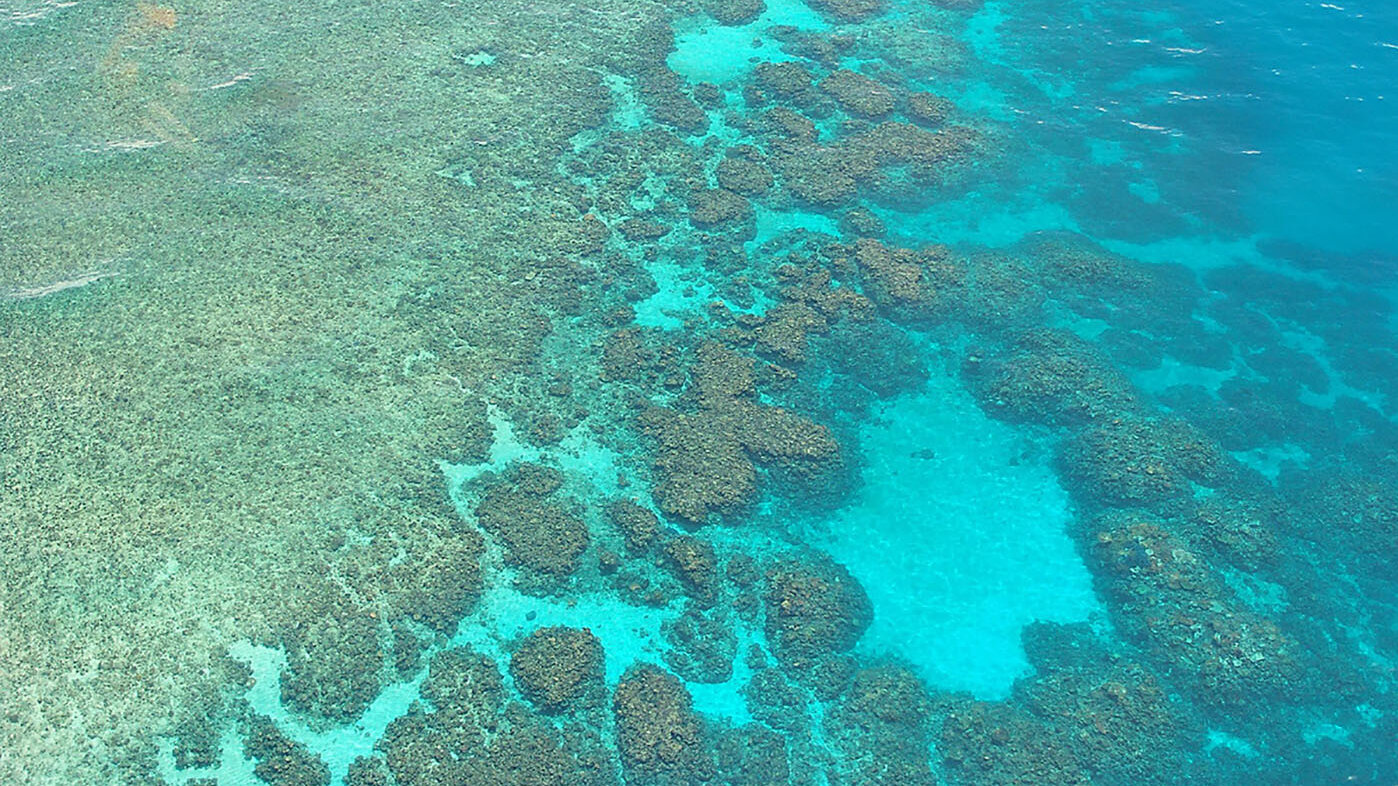  Los corales se adaptan de diversas formas al clima y a la competencia en el mar, pero algunas especies lo logran más eficientemente. Foto: archivo Unimedios. 