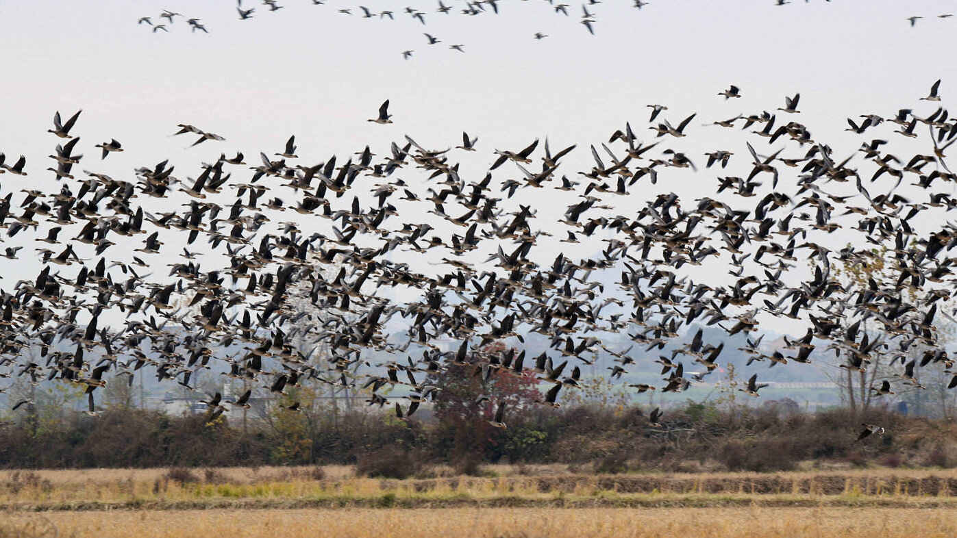 Los cambios en el vuelo de las aves migratorias se medirían con mayor precisión gracias a novedosos métodos estadísticos. Foto: STR / AFP.