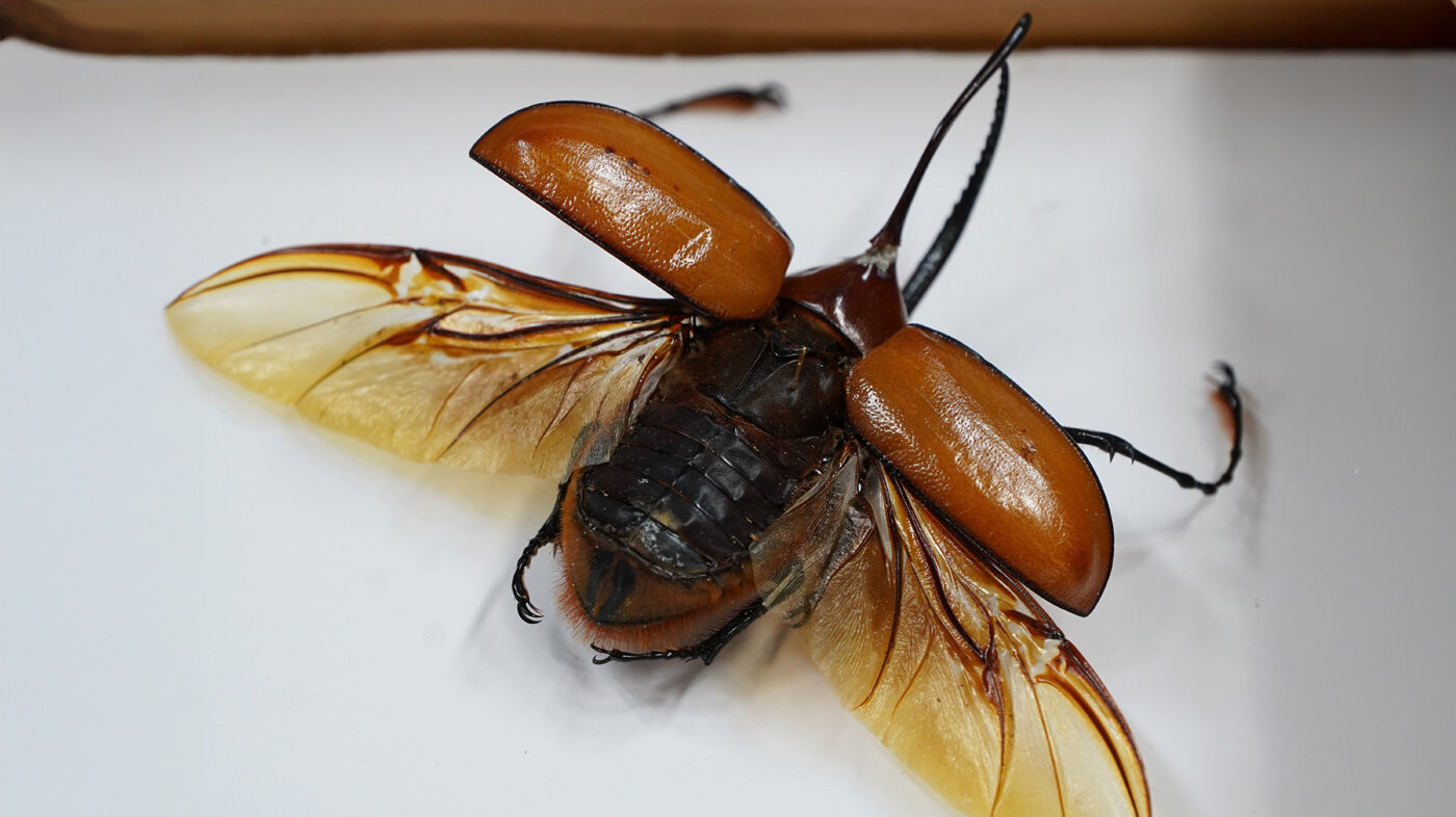 El Museo Entomológico de la UNAL Sede Palmira custodia una colección de más de 30.000 especímenes de insectos. Fotos: Helmuth Ceballos, Unimedios Palmira.