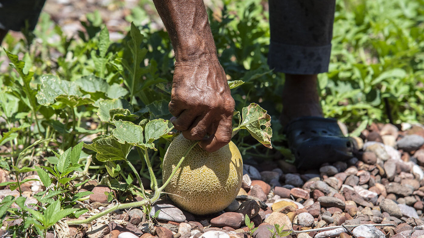 Las manos, como elemento del hacer, para construir sociedad con el uso de la tierra para la supervivencia y sostenibilidad territorial. Foto: Jeimi Villamizar - Unimedios