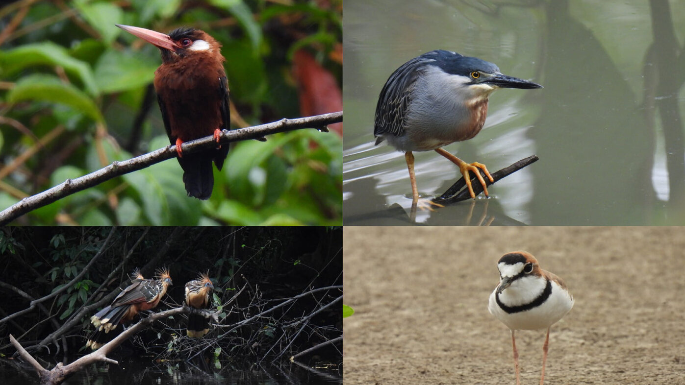 En Colombia 266 aves son consideradas como acuáticas y corresponden al 15 % de la avifauna del país. Fotos: Luis Murcia, estudiante de la Maestría en Estudios Amazónicos de la UNAL Sede Amazonia.