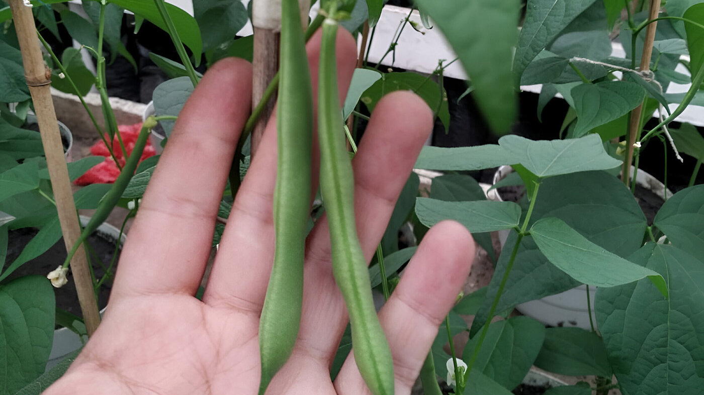 Cultivar fríjol con abonos verdes mejora hasta en 40 % la productividad. Fotos: Diego David Jamioy, doctor en Ciencias Agrarias de la UNAL Sede Palmira.