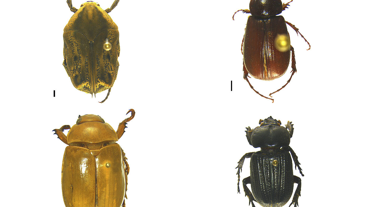 Algunos de los escarabajos hallados en la Serranía del Perijá. Fotos: Sandy García, estudiante del Doctorado en Ciencias Biológicas de la UNAL Sede Bogotá.