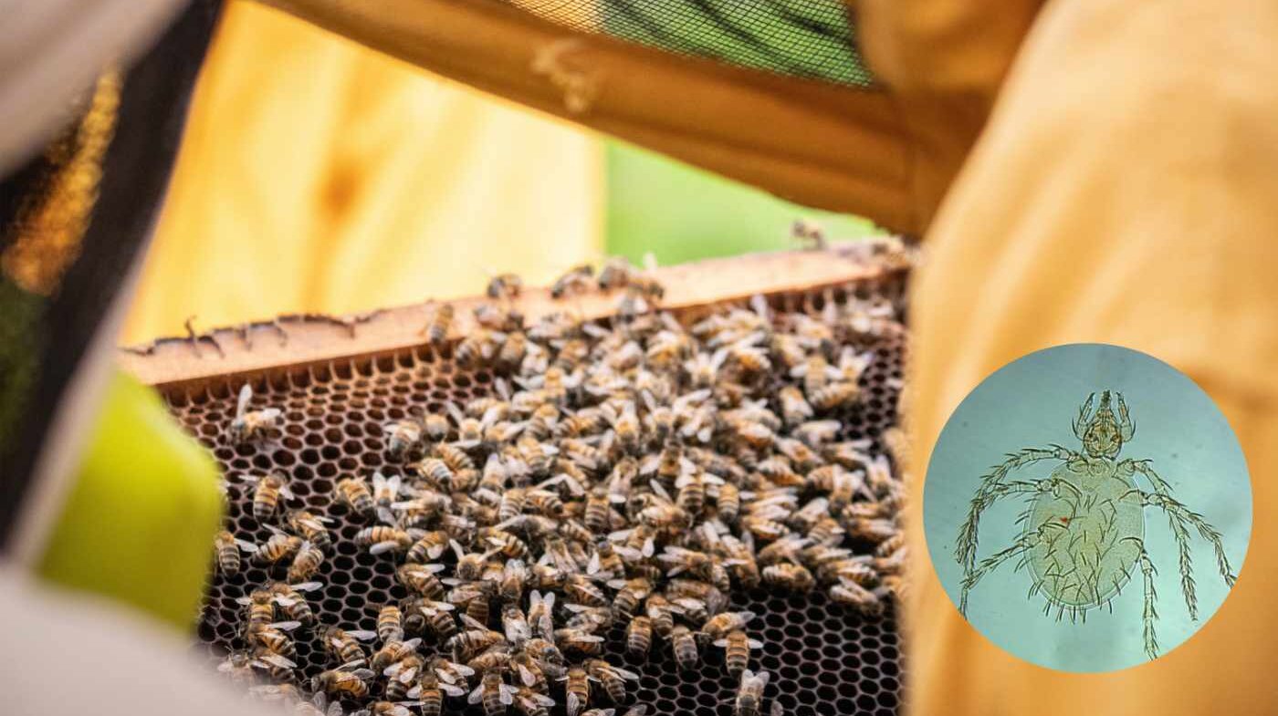 Por primera vez en Colombia reportan el ácaro Leptus alberti parasitando abejas en Cauca y Valle del Cauca. Foto: Nicol Torres, Unimedios.