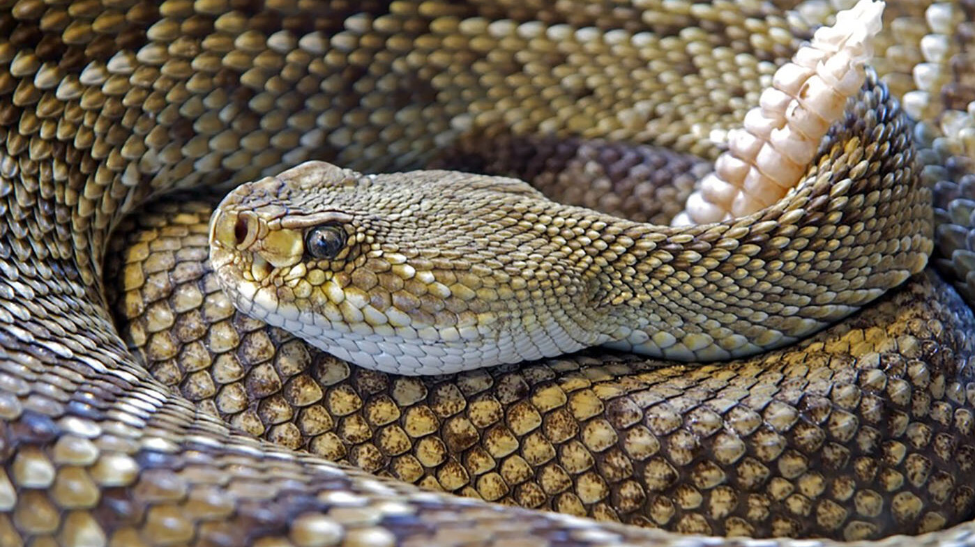 En Colombia las serpientes cascabel suelen habitar en Cesar, Huila y Orinoquia. Foto: archivo Unimedios.