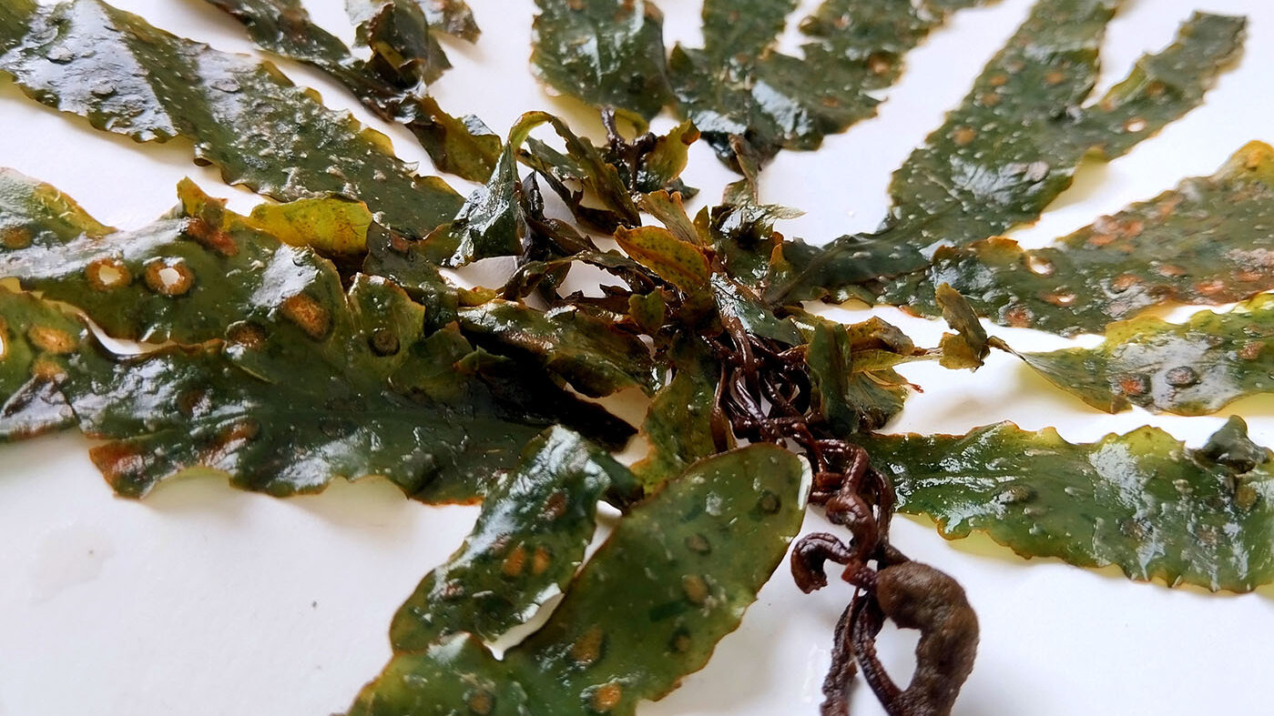 Un alga caribeña tendría la respuesta para tratar las manchas y arrugas en la piel. Foto: Lady Sepúlveda Sánchez, magíster en Química de la UNAL.