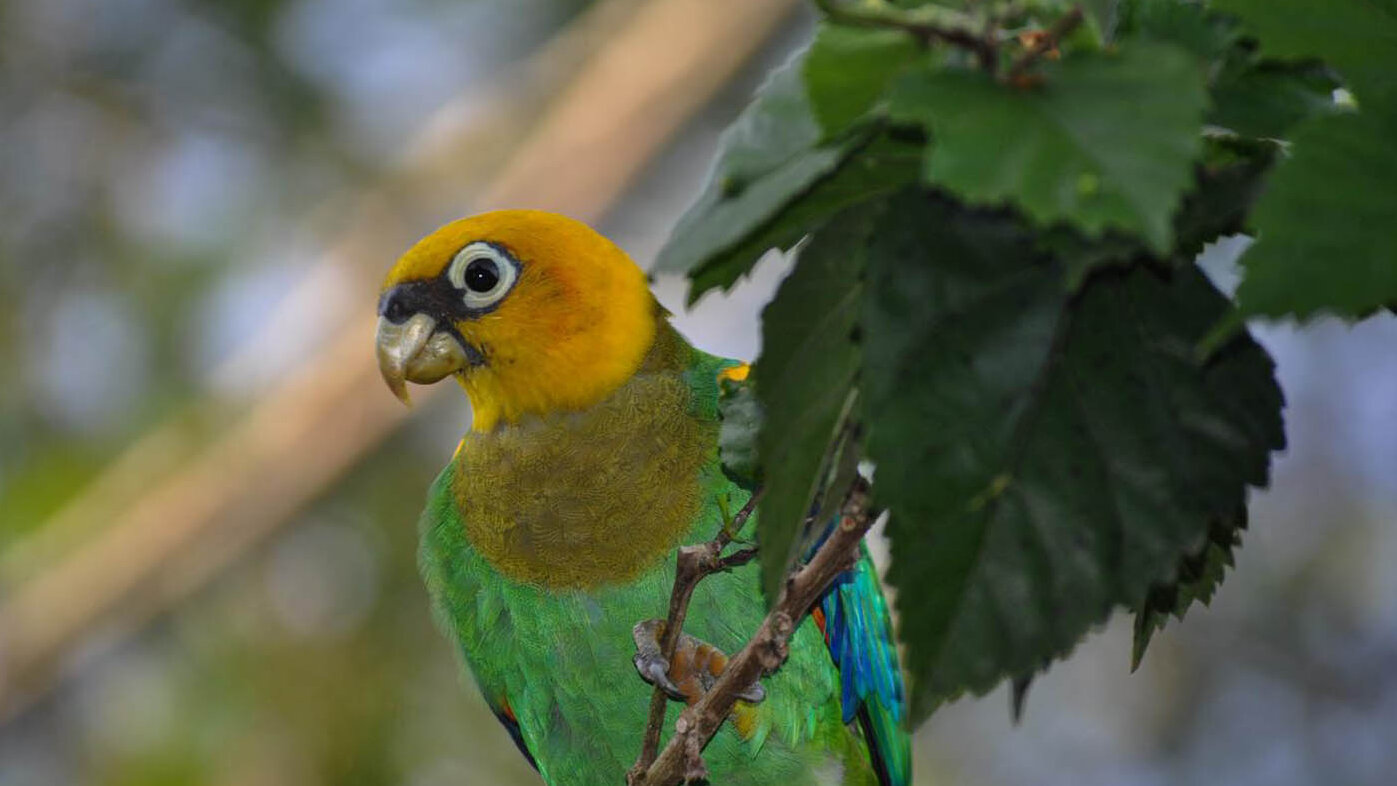Científicos de la UNAL exploraran la diversidad de aves de la Serranía de San Lucas en el sur de Bolívar. Fotos: Leidy Carolina Martínez Vargas, estudiante de Biología de la UNAL.
