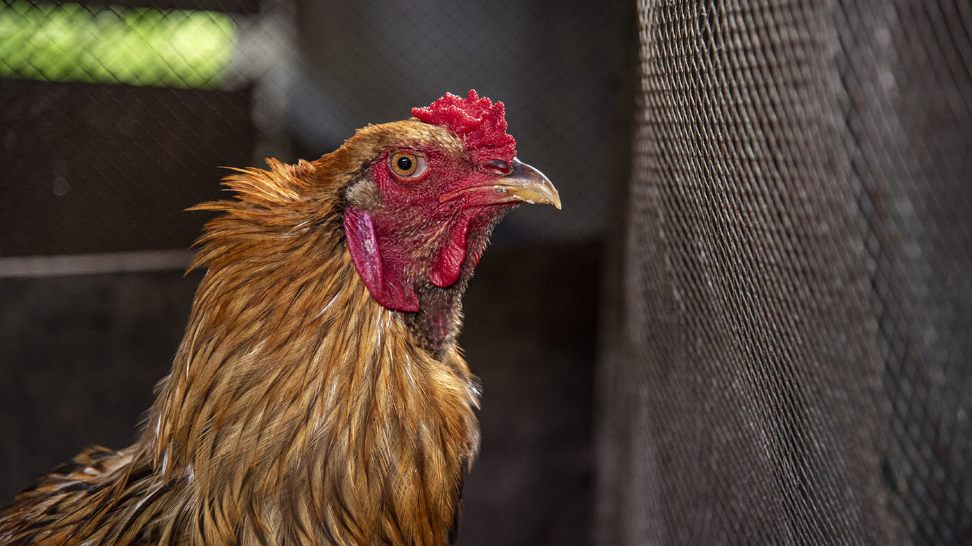 Las gallinas tienen la capacidad de generar anticuerpos que en un futuro servirían como medio para tener vacunas contra enfermedades como el COVID-19. Foto: Jeimi Villamizar - Unimedios.