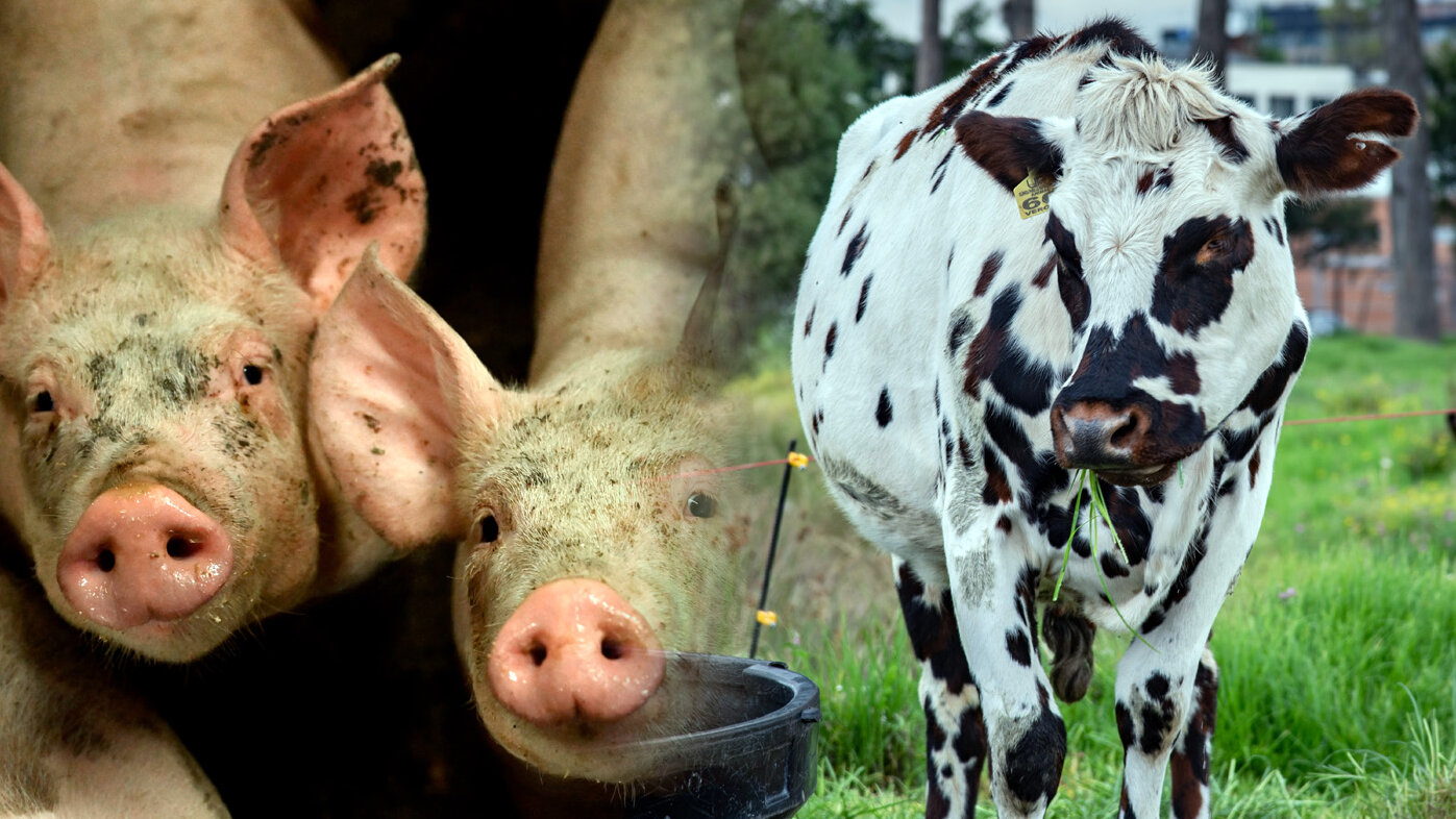 El suplemento serviría para bovinos y cerdos, entre otros animales. Foto: Sergei Gapon AFP / Nicol Torres, Unimedios.