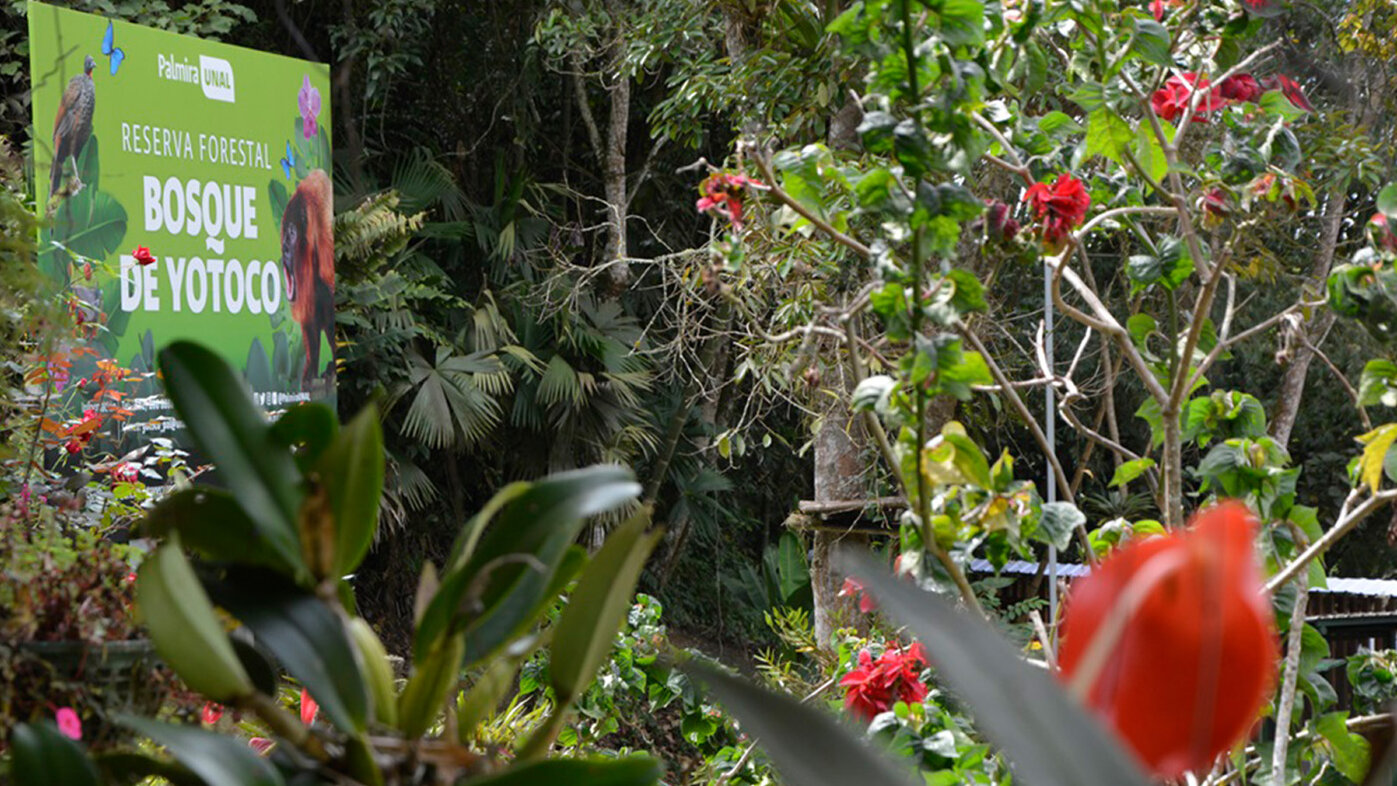 La UNAL Sede Palmira y la Reserva Natural Forestal Bosque de Yotoco fueron seleccionadas por Minambiente como parte de la Zona Verde de la COP16. Fotos: Helmuth Ceballos, Unimedios Palmira.