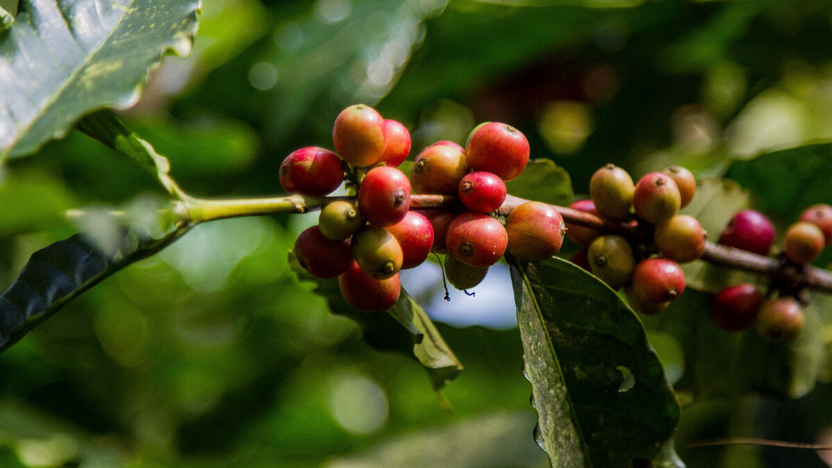 Según la Federación Nacional de Cafeteros, se estima que en Colombia hay más de 842.000 hectáreas sembradas con café. Foto: Algi Febre Sugita / AFP.