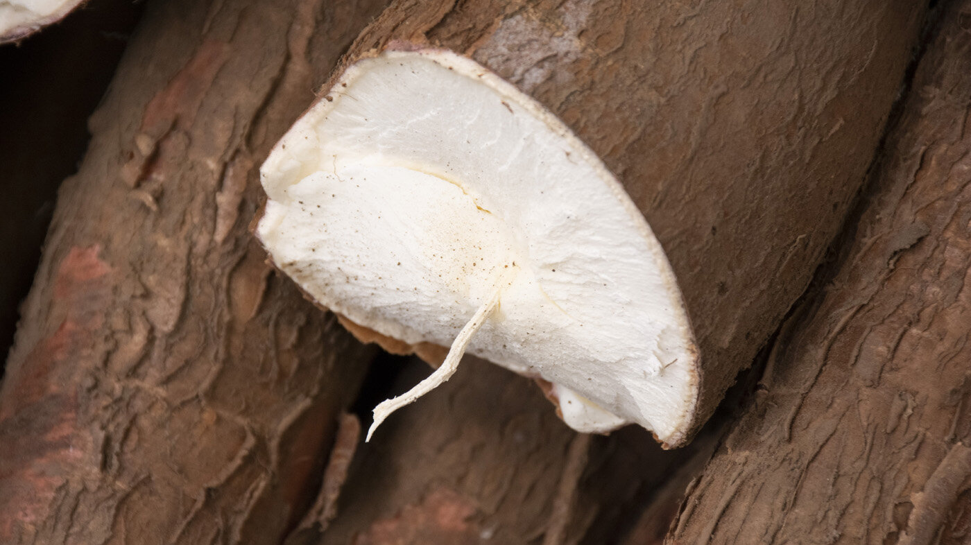 La yuca (Manihot esculenta) es un cultivo nativo de alto valor nutricional que representa un recurso genético esencial para Colombia. Foto: archivo Unimedios.