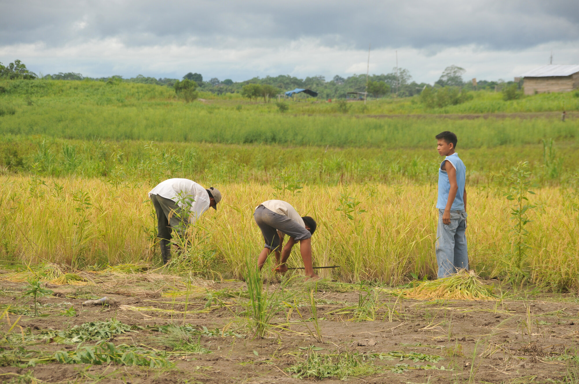 Los cultivos de arroz son propensos a patógenos originados de hongos y bacterias.