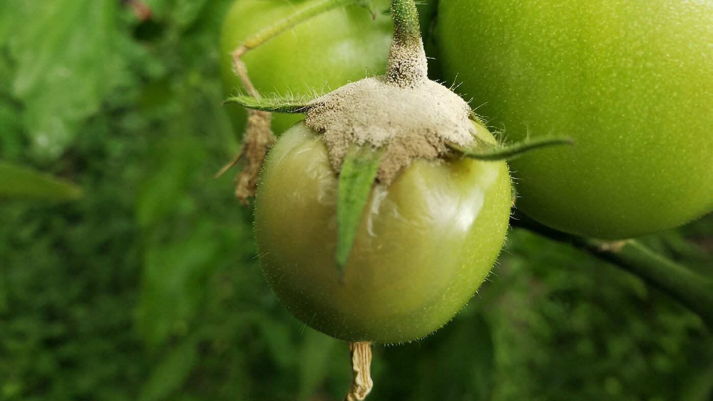 El tomate es una de las hortalizas más consumidas del mundo. Foto: archivo Unimedios.