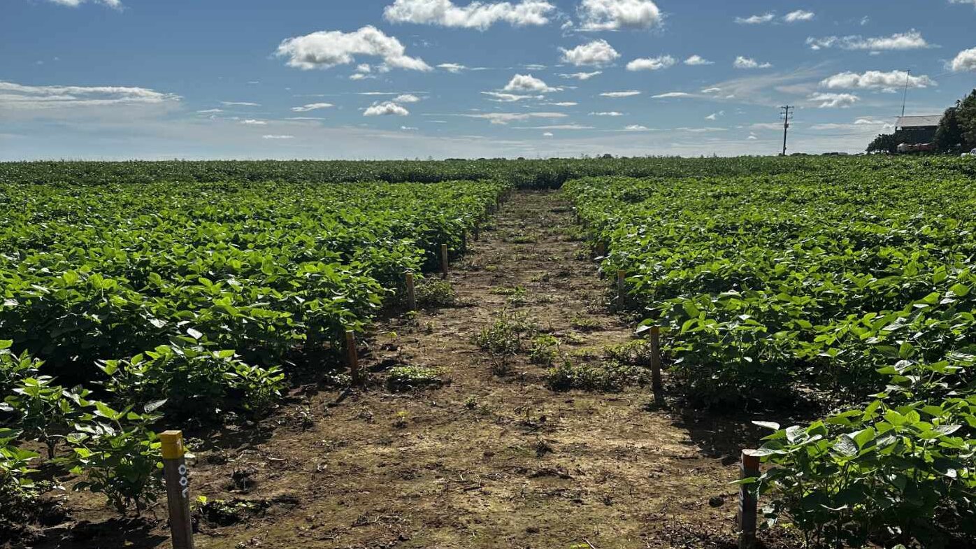 El estudio se realizó en los municipios de Obando y Caicedonia, en el Valle del Cauca, y Puerto Gaitán e la Orinoquia. Fotos: José Ignacio Rodríguez, estudiante del doctorado en Ciencias Agrarias, UNAL Sede Palmira.