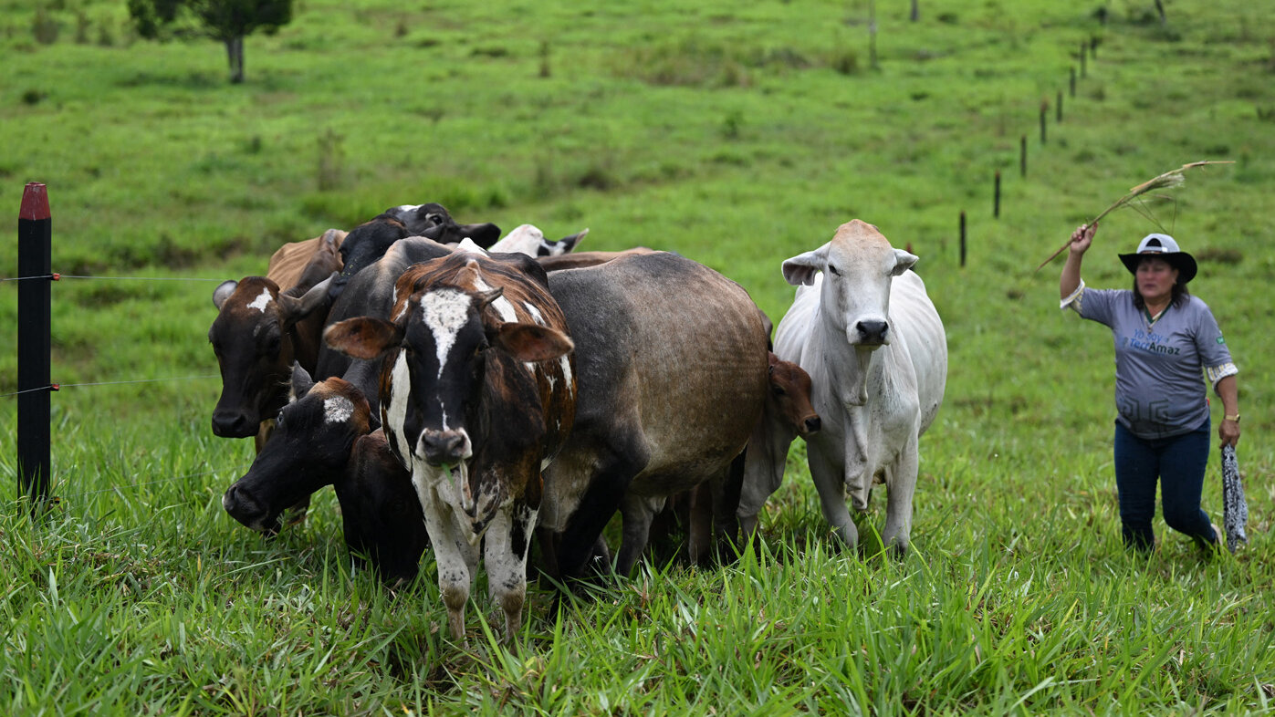 Finca ganadera en el Caquetá. Foto: Raúl Arboleda/AFP.