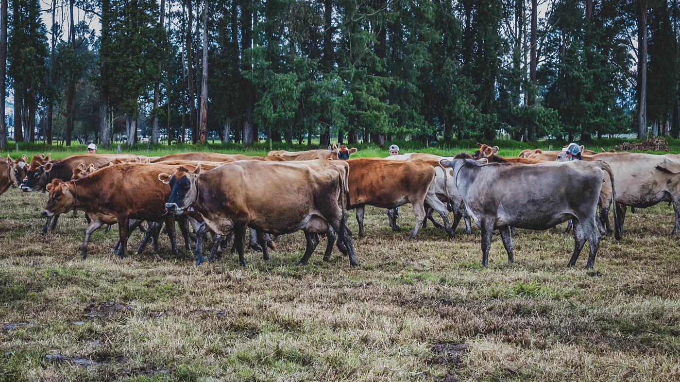 Identifican por primera vez en laboratorio los virus respiratorios que más afectan a las vacas en hatos lecheros. Foto: Nicol torres, Unimedios.