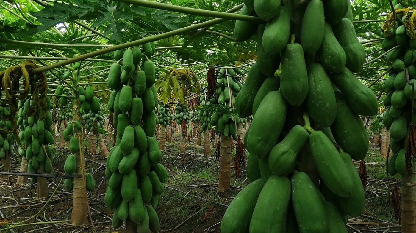 El estudio determinará el requerimiento de agua en cultivos de papaya e identificará ataques de ácaros con drones e IA. Foto: Proterra.