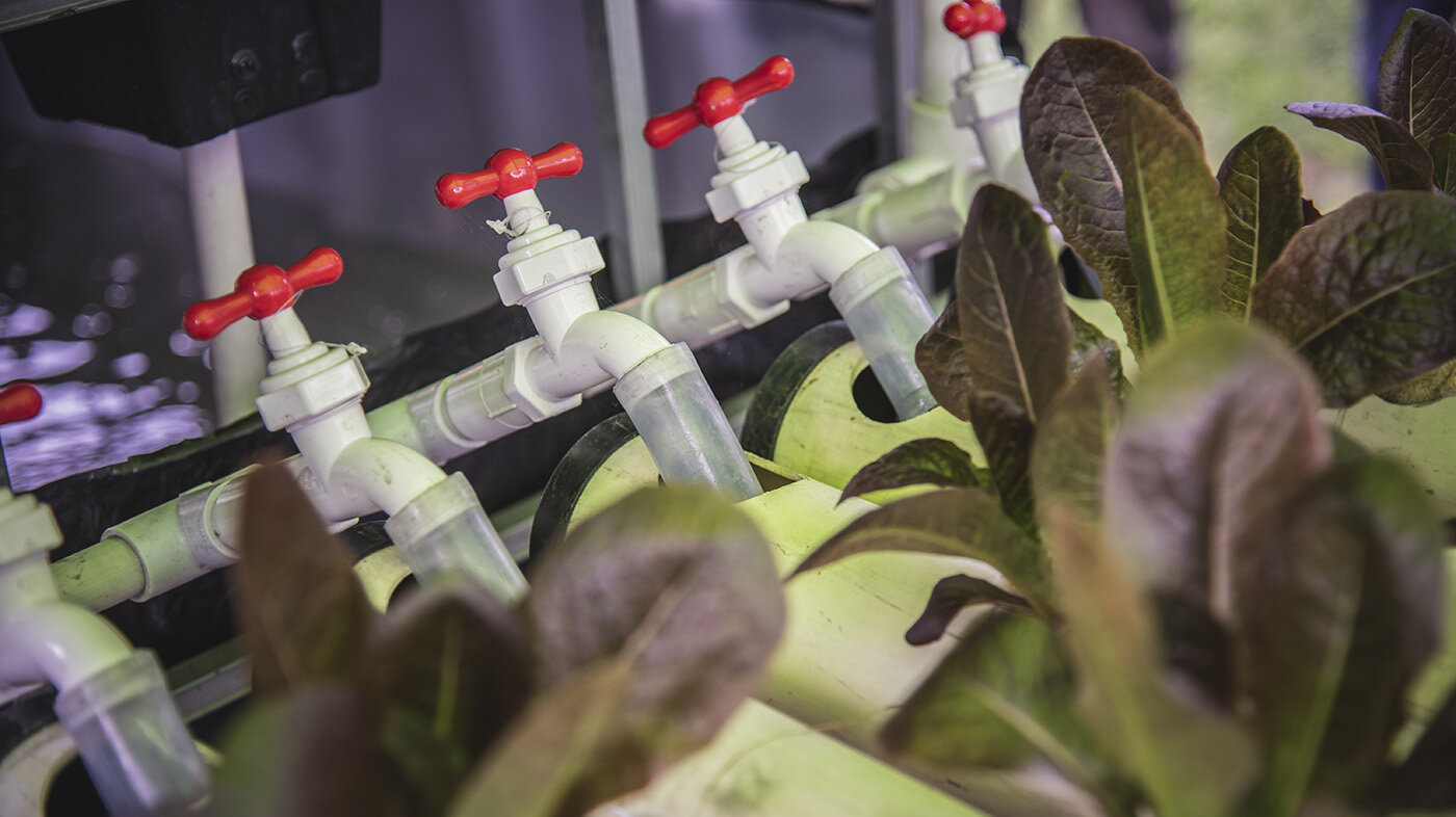 Los sistemas acuapónicos son eficientes porque vinculan la producción de plantas hidropónicas con sistemas acuícolas de recirculación. Foto: Jeimi Villamizar - Unimedios.